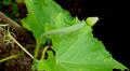 angled luffa ، dish cloth gourd ، , ridged gourd ، sponge gourd ، vegetable gourd ، strainer vine ، 